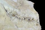 Oreodont (Merycoidodon) Skull - Wyoming #93752-6